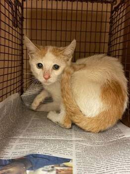 Domestic Short Hair Cats Available for Adoption - Cypress | PetCurious