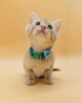 Domestic Short Hair Cats Available for Adoption in Springfield, Missouri - Magnifico | PetCurious