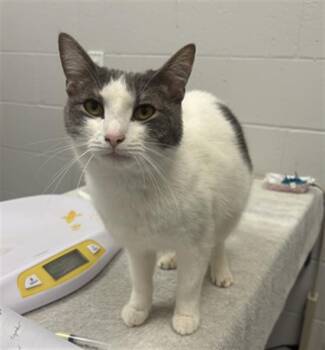 SPROCKET -  Domestic Short Hair Cat for Adoption in Indianapolis, Indiana - SPROCKET | PetCurious