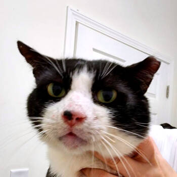 Rescue Domestic Short Hair Cats for Adoption in Cumming, Georgia - Leopold | PetCurious