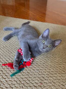 Domestic Short Hair Cats Available for Adoption in Chandler, Arizona - Oakley Furest | PetCurious