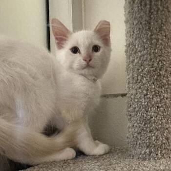 Rob -  Siamese Cat for Adoption in Walnut Creek, California - Rob | PetCurious