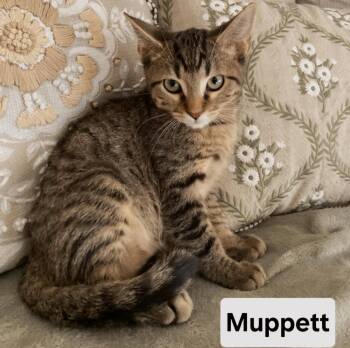 KITTEN MUPPET -  Domestic Short Hair Cat for Adoption in Franklin, Tennessee - KITTEN MUPPET | PetCurious