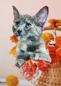 Rescue Domestic Short Hair Cats for Adoption in Santa Rosa, California - Doran | PetCurious