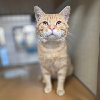 Kentuck -  Domestic Short Hair Cat for Adoption in Chatham, Virginia - Kentuck | PetCurious