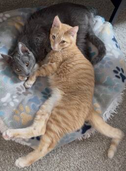 Flotsam and Jetsam -  Domestic Short Hair and Tabby Cat for Adoption in Cottonwood Heights, Utah - Flotsam And Jetsam | PetCurious