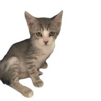 -Mazie -  Tabby and Domestic Short Hair Cat for Adoption in Red Bluff, California - -Mazie | PetCurious