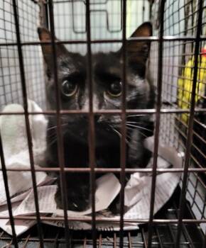 Domestic Short Hair Cats Available for Adoption in San Antonio, Texas - HERA | PetCurious