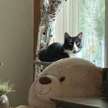 Mist -  Domestic Short Hair Cat Available for Adoption in Memphis, Tennessee - Mist | PetCurious