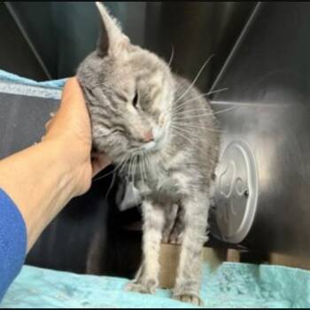 Domestic Short Hair Cats Available for Adoption in New York, New York - Enid | PetCurious