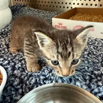 Homer -  Domestic Short Hair Cat for Adoption in Norman, Oklahoma - Homer | PetCurious