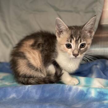 Violet -  Domestic Short Hair Cat for Adoption in Philadelphia, Pennsylvania - Violet | PetCurious