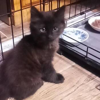 Verne - City of Industry Location -  Domestic Long Hair Cat for Adoption in Chino Hills, California - Verne - City Of Industry Location | PetCurious