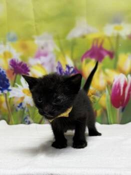Domestic Short Hair Cats Available for Adoption in San Antonio, Texas - Sushi | PetCurious