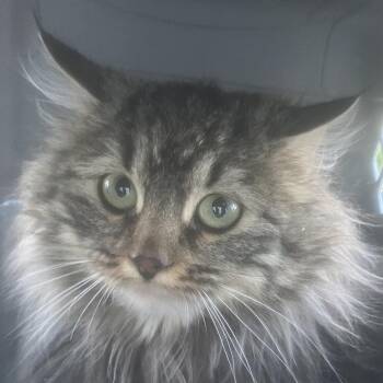 Domestic Long Hair Cats Available for Adoption - Trixi | PetCurious