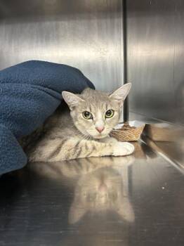 Sippy Cup - Barn Cat -  Domestic Short Hair Cat for Adoption in Richmond, Virginia - Sippy Cup - Barn Cat | PetCurious