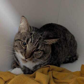 Domestic Short Hair Cats Available for Adoption in Jeffersonville, Indiana - Yogi | PetCurious
