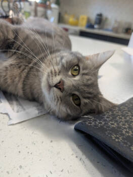 Rescue Domestic Short Hair Cats for Adoption in Dayton, Ohio - Mr Grey | PetCurious