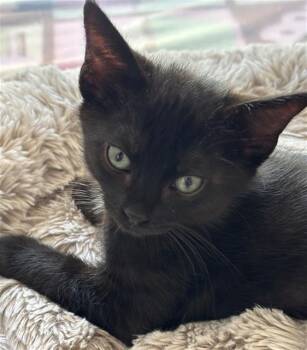 Domestic Short Hair Cats Available for Adoption in Santa Clara, California - CLARABELLE | PetCurious