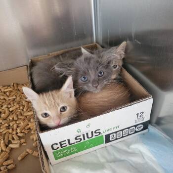 Anaheim Convention Center -  Domestic Short Hair Cat for Adoption in Westminster, California - Anaheim Convention Center | PetCurious