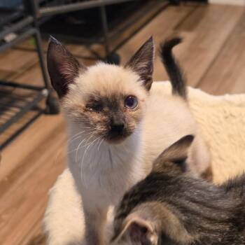 Wheems -  Domestic Short Hair Cat for Adoption in Port Richey, Florida - Wheems | PetCurious