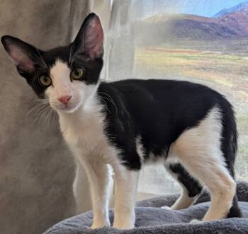 Rescue Domestic Short Hair Cats for Adoption in Fort Myers, Florida - Walter | PetCurious