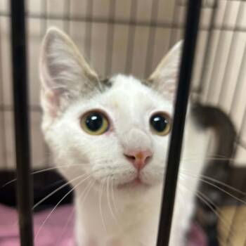 MJ-3835 -  Domestic Short Hair Cat for Adoption in Tyler, Texas - MJ-3835 | PetCurious