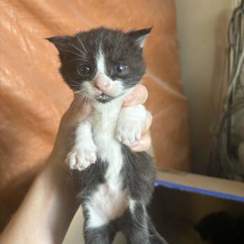 Rata -  Domestic Short Hair Cat for Adoption in Stephenville, Texas - Rata | PetCurious