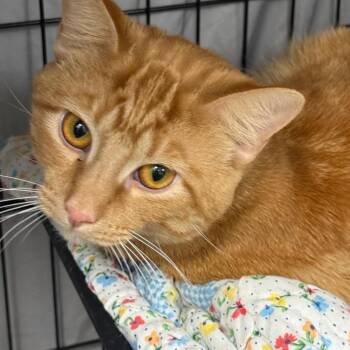 Waffle Syrup -  Domestic Short Hair Cat for Adoption in Normal, Illinois - Waffle Syrup | PetCurious
