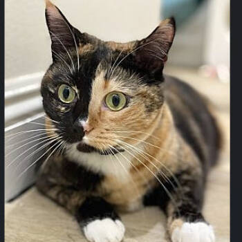 Rescue Domestic Short Hair Cats for Adoption in Oceanside, California - *** Taro | PetCurious