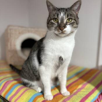 Rescue Domestic Short Hair Cats for Adoption in North Huntingdon, Pennsylvania - Sarah | PetCurious