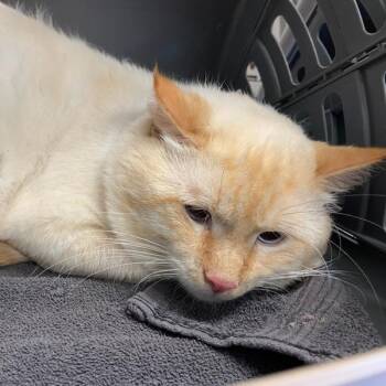 Adam -  Domestic Short Hair Cat for Adoption in Memphis, Tennessee - Adam | PetCurious