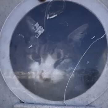 Domestic Short Hair Cats Available for Adoption - Buddy | PetCurious