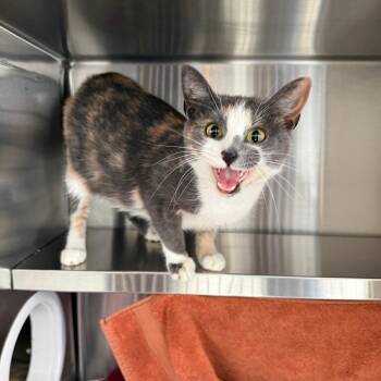 Domestic Short Hair Cats Available for Adoption in Pittsburgh, Pennsylvania - Mouse | PetCurious