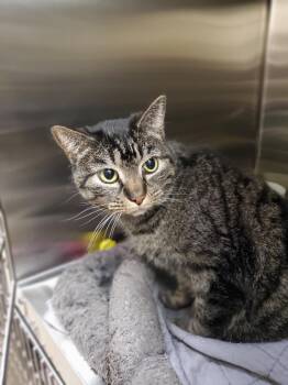 Hennessy -  Domestic Short Hair Cat for Adoption in Chambersburg, Pennsylvania - Hennessy | PetCurious