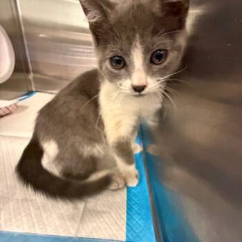 Rescue Domestic Short Hair Cats for Adoption in Greensboro, North Carolina - Soot | PetCurious