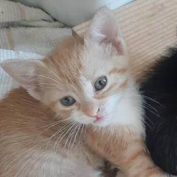 Domestic Short Hair Cats Available for Adoption in Flagstaff, Arizona - Maple | PetCurious