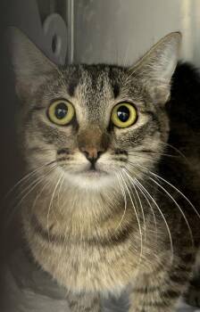 Sizzle -  Domestic Short Hair Cat for Adoption in Victorville, California - Sizzle | PetCurious