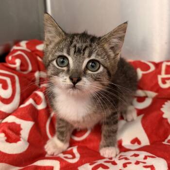 Topanga -  Domestic Short Hair Cat for Adoption in Marshall, Virginia - Topanga | PetCurious