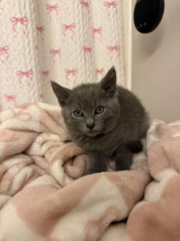 Benson -  Domestic Short Hair Cat for Adoption in Lafayette, Indiana - Benson | PetCurious