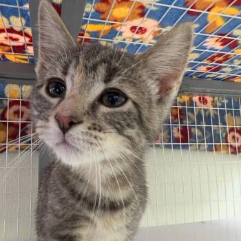 Julienne -  Domestic Short Hair Cat for Adoption in Oshkosh, Wisconsin - Julienne | PetCurious