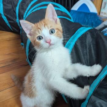 Thursday -  Domestic Short Hair Cat for Adoption in Hudsonville, Michigan - Thursday | PetCurious