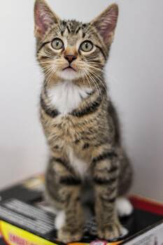 Cozmos -  Domestic Short Hair Cat for Adoption in Walled Lake, Michigan - Cozmos | PetCurious