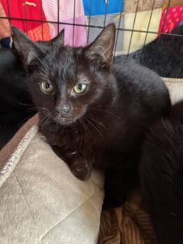 Chanel -  Domestic Short Hair Cat for Adoption in Island Lake, Illinois - Chanel | PetCurious