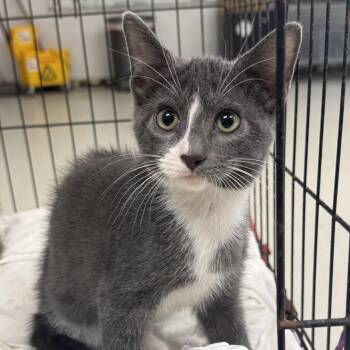 Funnel Cake-C -  Domestic Short Hair Cat for Adoption in East St. Louis, Illinois - Funnel Cake-C | PetCurious