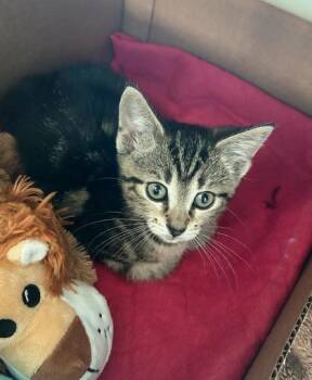 Cubby -  Domestic Short Hair Cat for Adoption in Westland, Michigan - Cubby | PetCurious