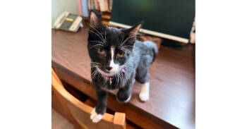 Rescue Domestic Short Hair Cats for Adoption in New Cumberland, West Virginia - Beauty | PetCurious