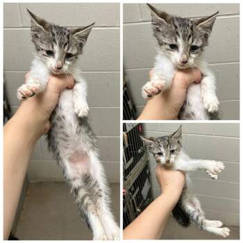 Chabble -  Domestic Short Hair Cat for Adoption in Dublin, Virginia - Chabble | PetCurious