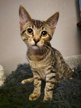 Rescue Domestic Short Hair Cats for Adoption in Millcreek, Utah - Duke | PetCurious