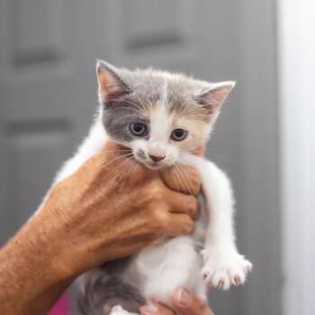 Junebug -  Domestic Short Hair Cat for Adoption in Parrish, Alabama - Junebug | PetCurious